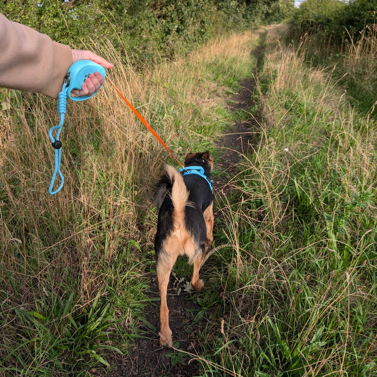 Laisse pour animal de compagnie Paw - Pocket Pod - 2 m - Jusqu'à 35 kg: Bleu