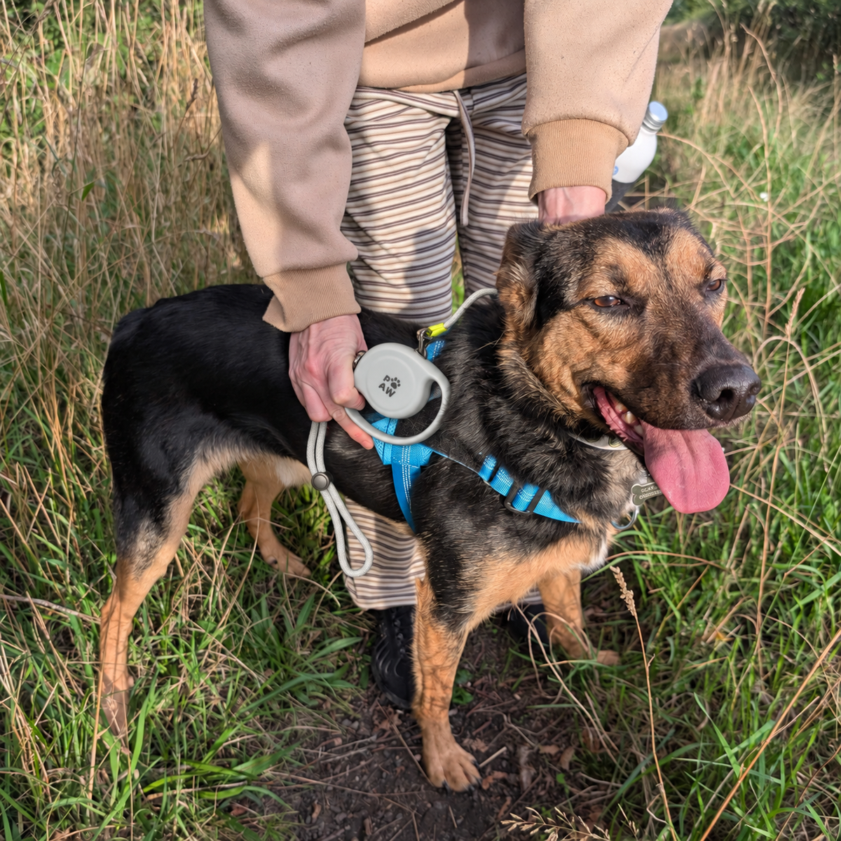 Laisse pour animal de compagnie Paw - Pocket Pod - 2 m - Jusqu'à 35 kg: Gray