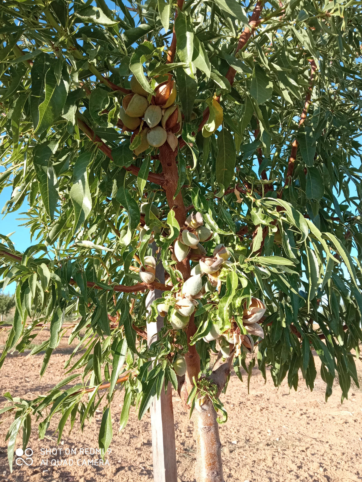 Amandes naturelles